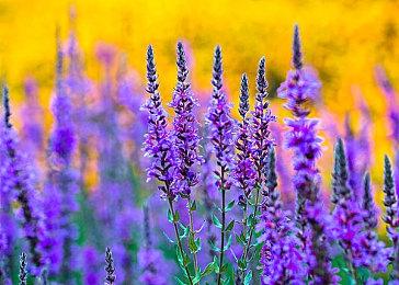 B站高能游戏展6月9日上线 多场重磅发布会独家直播